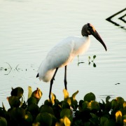 Wood Stork