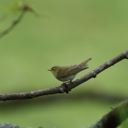 Wood Warbler