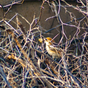 Woodchat Shrike