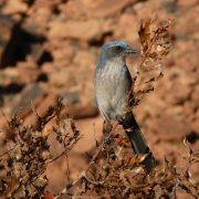 Woodhouse's Scrub Jay