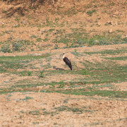 Woolly-necked stork