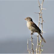 Worthen's Sparrow