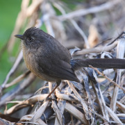 Wrentit
