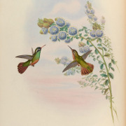 Xantus's Hummingbird