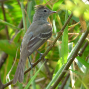 Yellow-bellied Elaenia