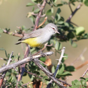 Yellow-bellied Eremomela