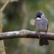 Yellow-bellied Fantail