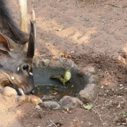Yellow-bellied Greenbul