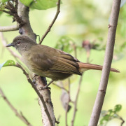 Yellow-bellied Greenbul