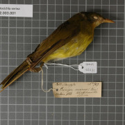 Yellow-bellied Greenbul