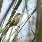 Yellow-bellied Prinia