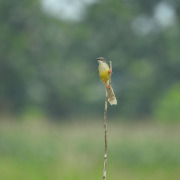 Yellow-bellied Prinia
