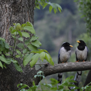 Yellow-billed Blue Magpie