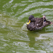 Yellow-billed Duck