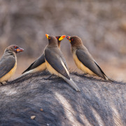 Yellow-billed Oxpecker