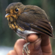 Yellow-breasted Antpitta