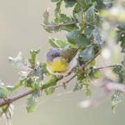 Yellow-breasted Apalis