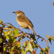Yellow-breasted Apalis