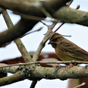 Yellow-breasted Bunting