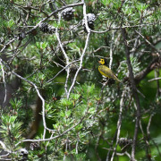 Yellow-breasted Chat