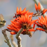 Yellow-browed Warbler