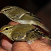 Yellow-browed Warbler