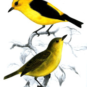 Black-and-yellow Tanager