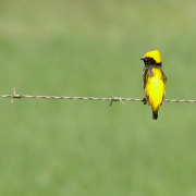 Yellow-crowned Bishop