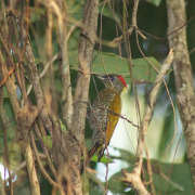 Yellow-crowned Woodpecker