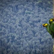 Yellow-eared Parrot