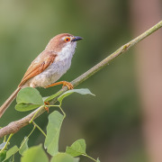 Yellow-eyed Babbler