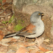 Yellow-eyed Junco
