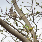 Yellow-footed Green Pigeon