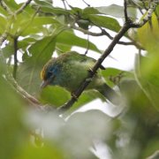 Yellow-fronted Barbet