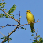 Yellow-fronted Canary