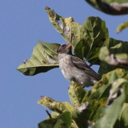 Yellow-fronted Canary