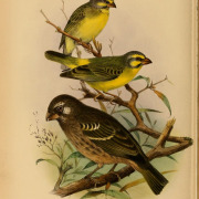 Yellow-fronted Canary