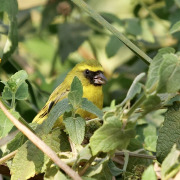 Yellow-fronted Canary