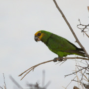 Yellow-fronted Parrot