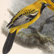 Yellow-headed Blackbird