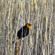 Yellow-headed Blackbird