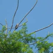 Yellow-headed Caracara