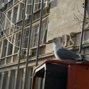 Yellow-legged Gull