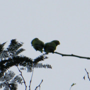 Yellow-lored Amazon