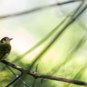 Yellow-olive Flycatcher