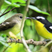 Yellow-rumped Flycatcher