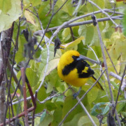 Yellow-tailed Oriole