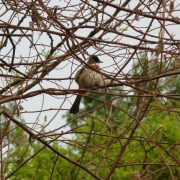 Yellow-throated Bulbul