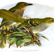 Eastern Nicator