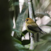 Yellow-throated Spadebill